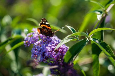 Yaz kelebeği leylak çiçekleriyle besleniyor, sarı-turuncu Buda anteni ile besleniyor, lepidoptera olarak da bilinir.. 
