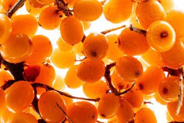 Büyük bir deniz karabatağı sürüsü..