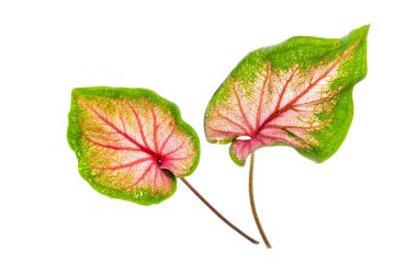 Beyaz arka planda yeşil yapraklı Calaadium bitkisi. 