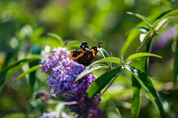 Verão Borboleta Alimentando Flores Lilás Inflorescência Alimentando Antenas Buddleia Amarelo — Fotografia de Stock