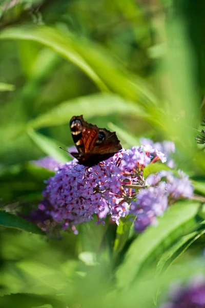 Nyári Pillangó Táplálkozás Lila Virágok Virágzása Táplálkozás Sárga Narancs Buddleia — Stock Fotó