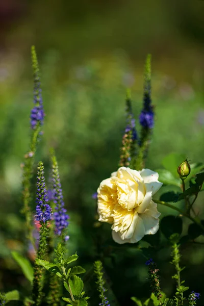 庭の黄色いバラ — ストック写真