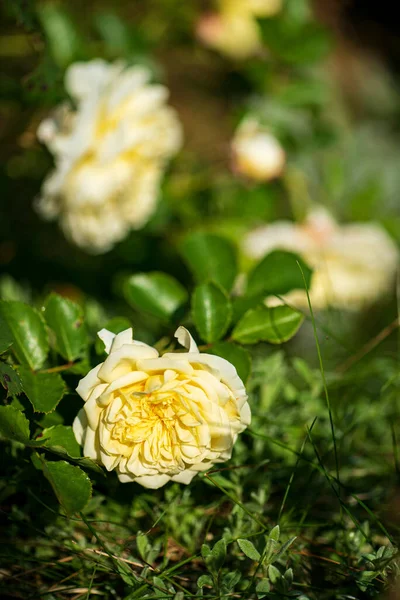Sárga Rózsák Kertben — Stock Fotó