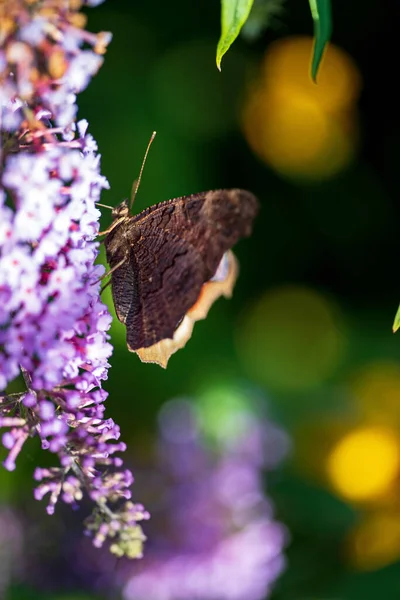 Summer Butterfly Feeding Lilac Flowers Inflorescence Feeding Yellow Orange Buddleia — Stock Photo, Image