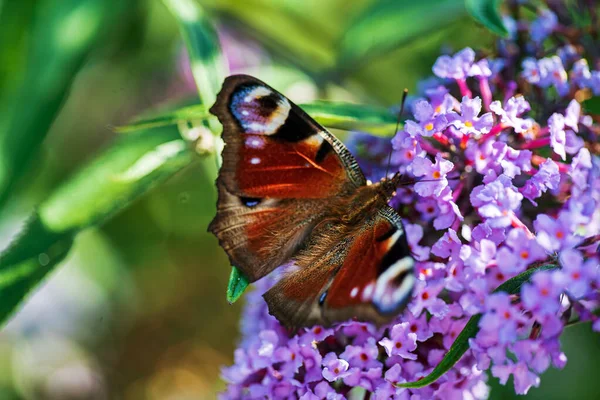 夏蝶はライラックの花序に餌を与え 黄橙色のブドリアアンテナに餌を与えます — ストック写真
