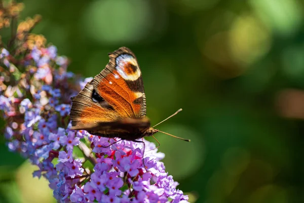 Літні Метелики Харчуються Суцвіттями Бузкових Квітів Харчуючись Жовто Оранжевими Антенами — стокове фото