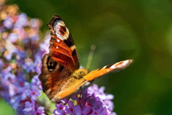 Summer Butterfly Feeding Lilac Flowers Inflorescence Feeding Yellow Orange Buddleia — Stock Photo, Image