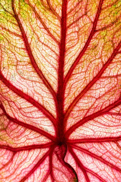 Каладиевое Растение Зелеными Листьями Белом Фоне — стоковое фото