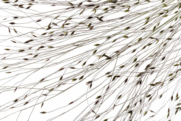 Planta Seca Com Sementes Branco — Fotografia de Stock