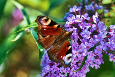 Yaz kelebeği leylak çiçekleriyle besleniyor, sarı-turuncu Buda anteni ile besleniyor, lepidoptera olarak da bilinir..