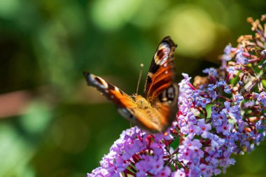 Yaz kelebeği leylak çiçekleriyle besleniyor, sarı-turuncu Buda anteni ile besleniyor, lepidoptera olarak da bilinir..