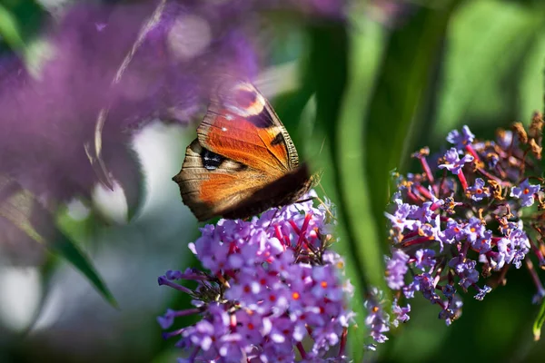 Mariposa Verano Alimentándose Flores Lila Inflorescencia Alimentándose Antenas Buddleia Amarillo — Foto de Stock