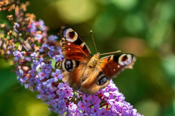 夏蝶はライラックの花序に餌を与え 黄橙色のブドリアアンテナに餌を与えます — ストック写真