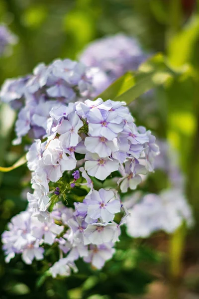 Phlox Flowers Full Bloom Garden — Stock Photo, Image