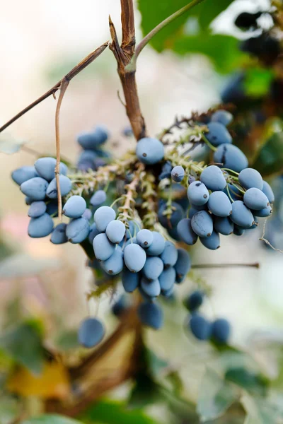 Bacche fresche blu — Foto Stock