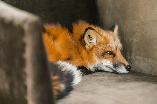 Red Fox Chair — Stock Photo, Image