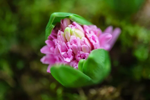 苔の若い多色ヒヤシンスは — ストック写真