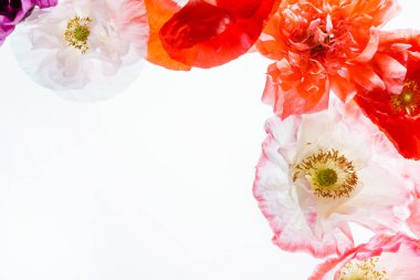 Beyaz üzerinde gelincik çiçekleri