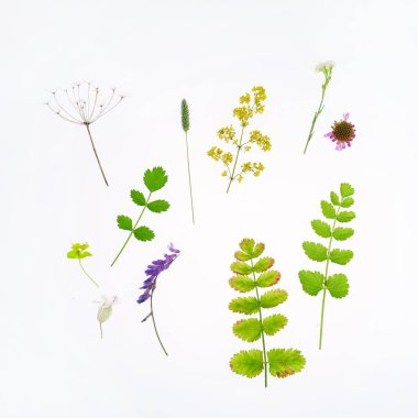 Beyaz arkaplanda doğa bileşimi