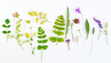 Beyaz arkaplanda doğa bileşimi