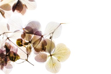 Ortanca çiçekleri beyaz zemin üzerine