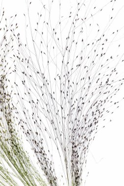 Tohumları beyaz olan kuru bitki.