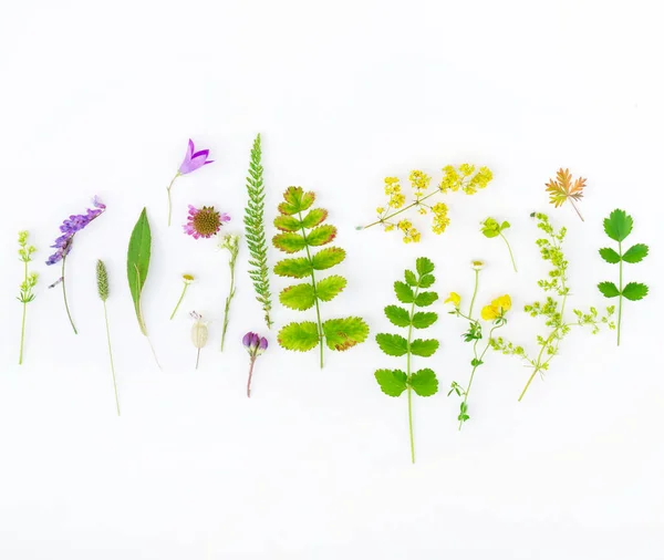 Composizione Della Natura Sullo Sfondo Bianco — Foto Stock