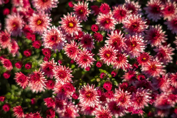 Chrysanthemum Blossom Garden — Stock Photo, Image