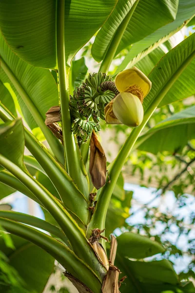 Green Small Banana Tree Flower Growing Summer Garden — Stock Photo, Image