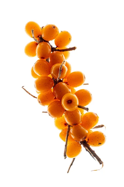 Large Group Sea Buckthorn Berries — Stock Photo, Image