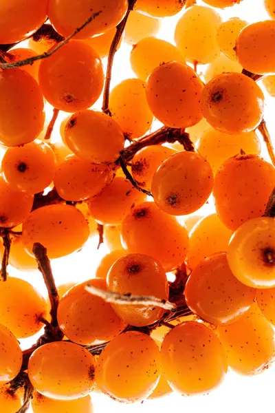 Large Group Sea Buckthorn Berries — Stock Photo, Image