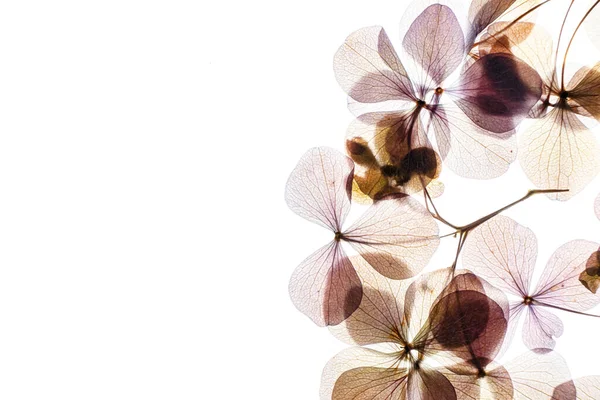 Květiny Hortenzie Bílém Pozadí — Stock fotografie