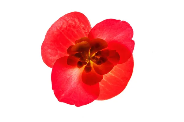 Vermelho Begonia Flores Fundo Branco — Fotografia de Stock