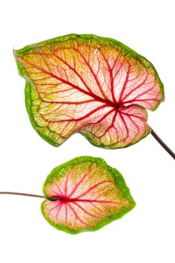 Beyaz arka planda yeşil yapraklı Calaadium bitkisi. 