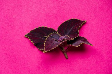 Pembe arkaplanda koleus yaprağı