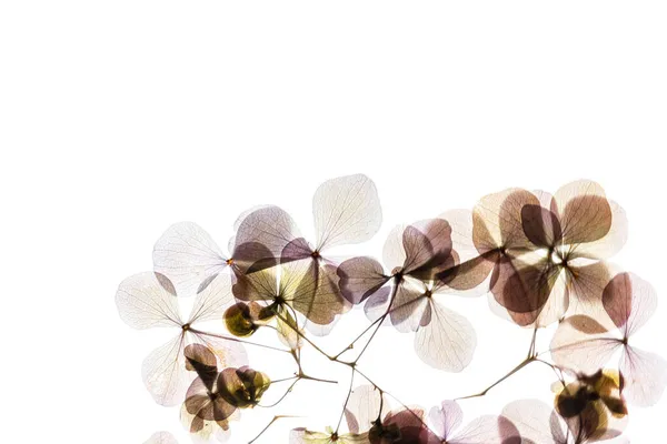 Hydrangea Bloemen Witte Achtergrond — Stockfoto