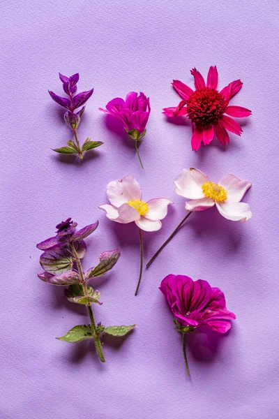 Свіжі Квіти Листя Фіолетовому Фоні — стокове фото