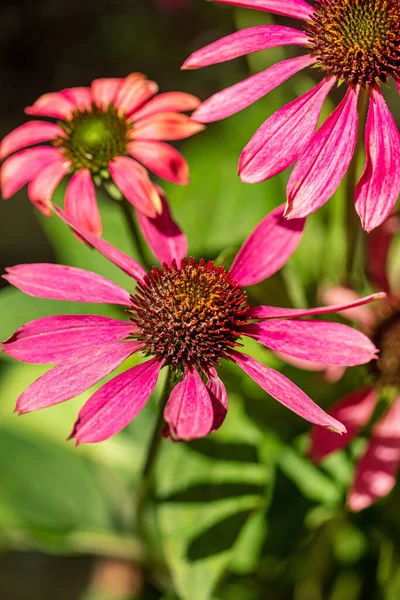 Échinacée Rose Dans Pot — Photo