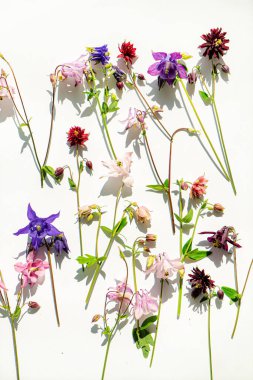 Güzel çiçekler kapanıyor.