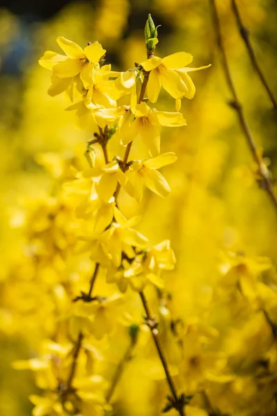 Forsythia Dans Jardin Printemps — Photo