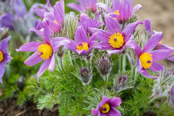 Bahar bahçesinde pasque-çiçek