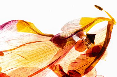 Kurumuş çiçekler beyazın üzerinde