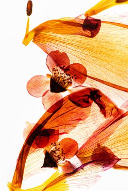 Kurumuş çiçekler beyazın üzerinde