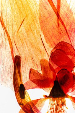 Kurumuş çiçekler beyazın üzerinde