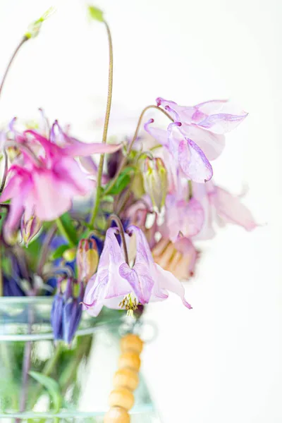 Beautiful Flowers Close — Stock Photo, Image