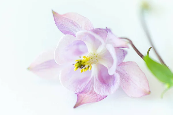 Beautiful Flower Close — Stock Photo, Image