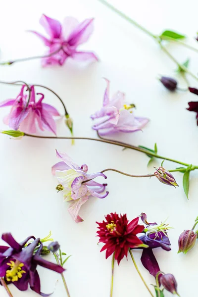Hermosas Flores Cerca — Foto de Stock
