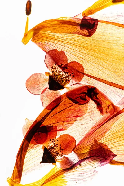 Getrocknete Blumen Auf Dem Weißen — Stockfoto
