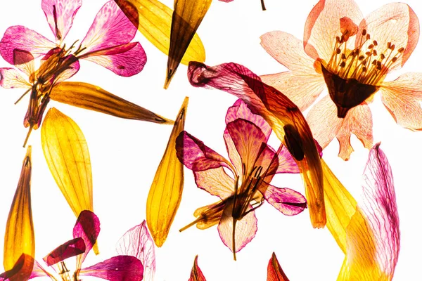 Torkade Blommor Den Vita — Stockfoto