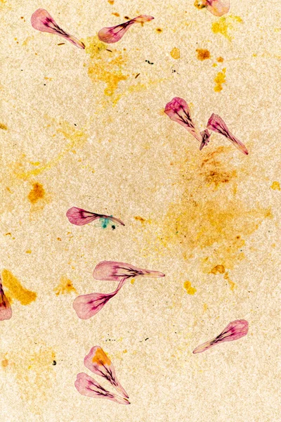 Dry Petals Vintage Paper — Stock Photo, Image